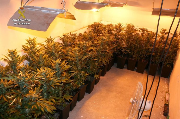 Imagen de las plantas de marihuana