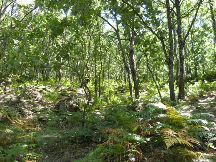 Bosque, árboles, madera, robles, helechos