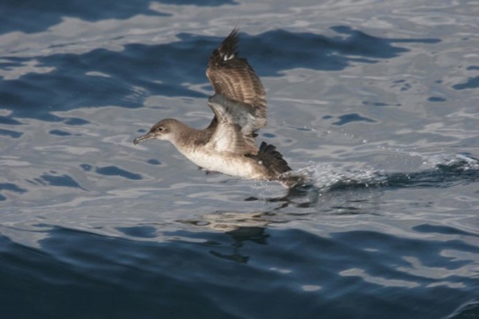 Pardela balear, ave, pájaro, mar, especie, animal