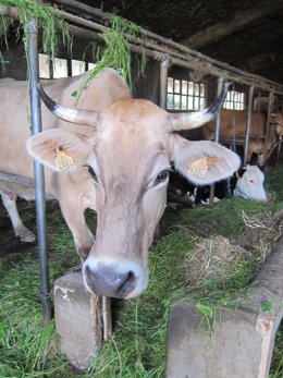 Vacas, rural.