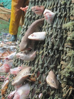 Descartes de la pesca