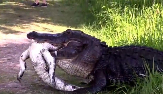 Cocodrilo devora a otro