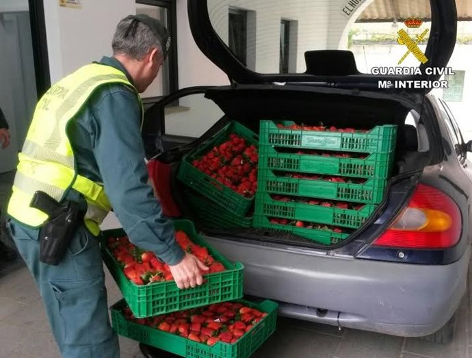 Fresas robadas en San Bartolomé de la Torre (Huelva).
