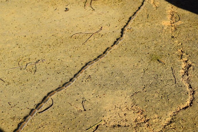 Oruga procesionaria. 