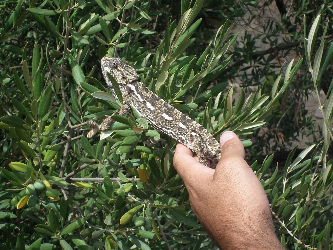 Camaleón programa educación ambiental medio ambiente