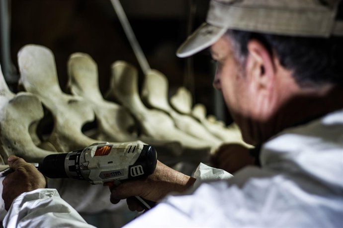 Montaje del esqueleto de la ballena varada en el saco interno de la Bahía.