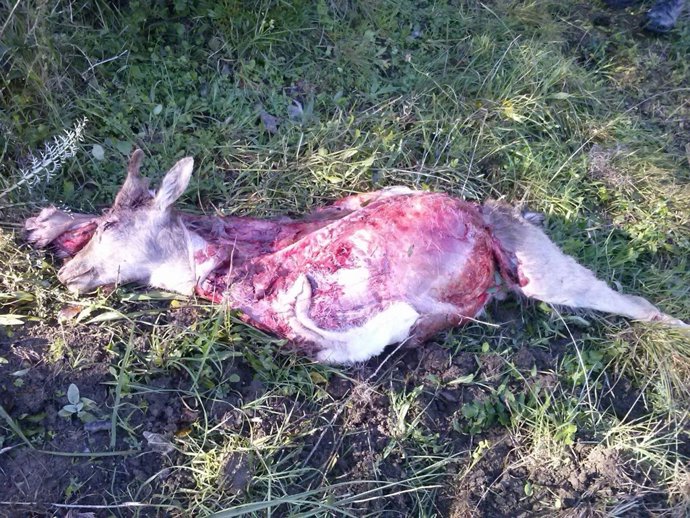 Denunciados dos furtivos en Los Alcornocales