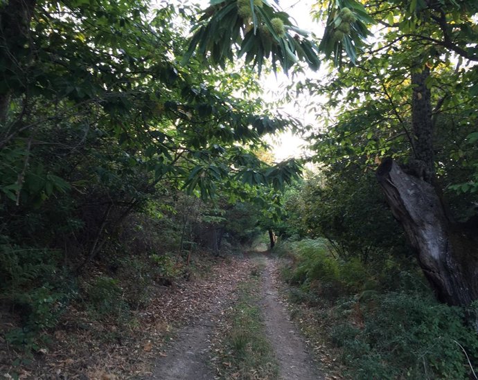 Ruta senderista por Mirabel (Cáceres) 