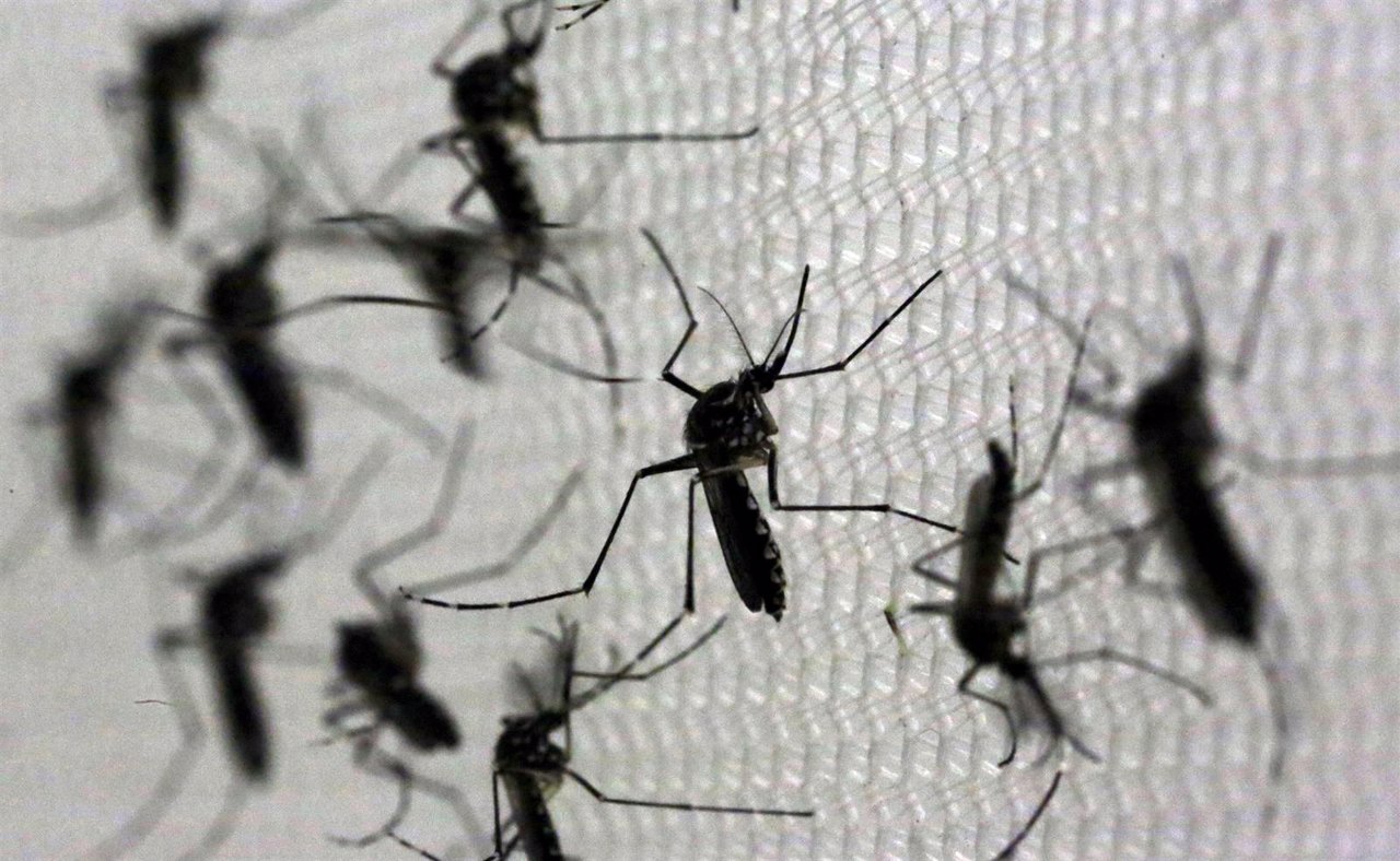 Mosquitos Aedes aegypti, transmisores del zika