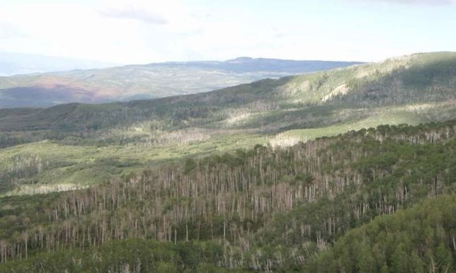 Efectos de la sequía en un bosque de Colorado