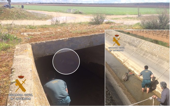 Rescate de un corzo en un canal