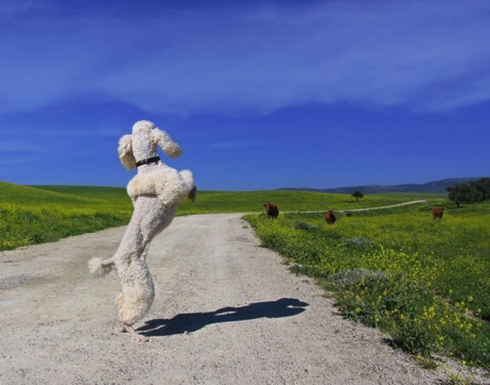 Videoarte andaluz contemporáneo a revisión en el CAS