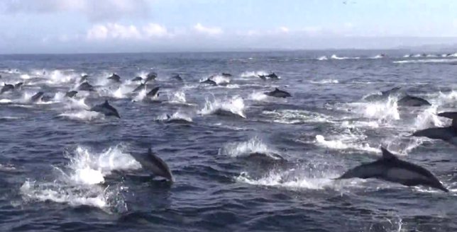 Espectacular momento en que unas orcas emboscan a unos delfines