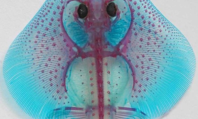 Embrión de pez patín