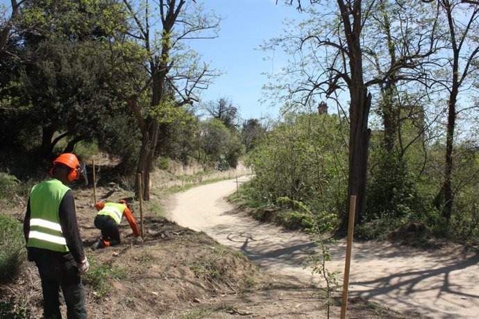 Proyecto de la Diputación de Barcelona y La Caixa sobre Sant Jeroni de Murtra