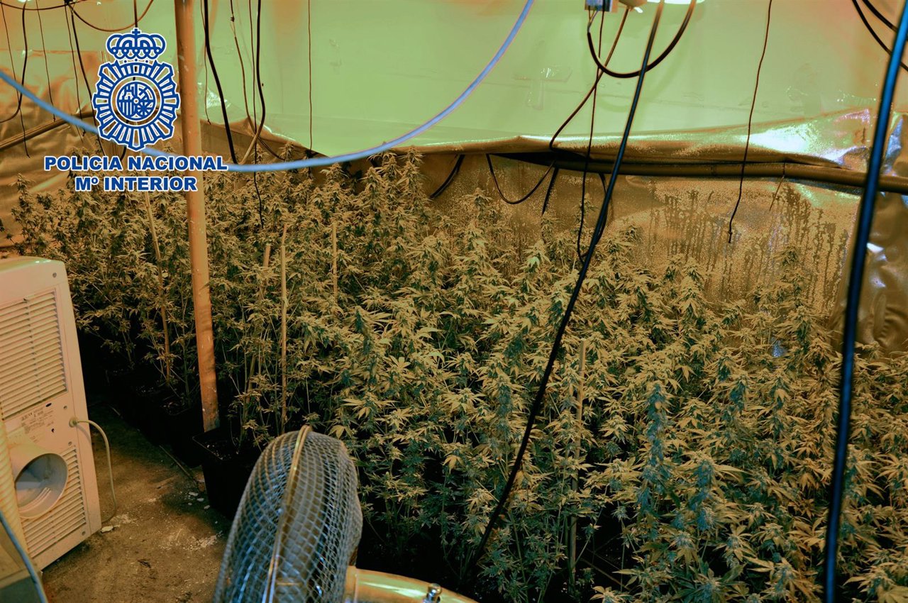Planta de marihuana intervenidas por la Policía Nacional en Getafe