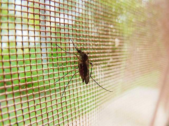 Mosquitos contra la malaria