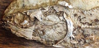 Este Es El Primer Corazon Fosil Recuperado En Un Animal Prehistorico