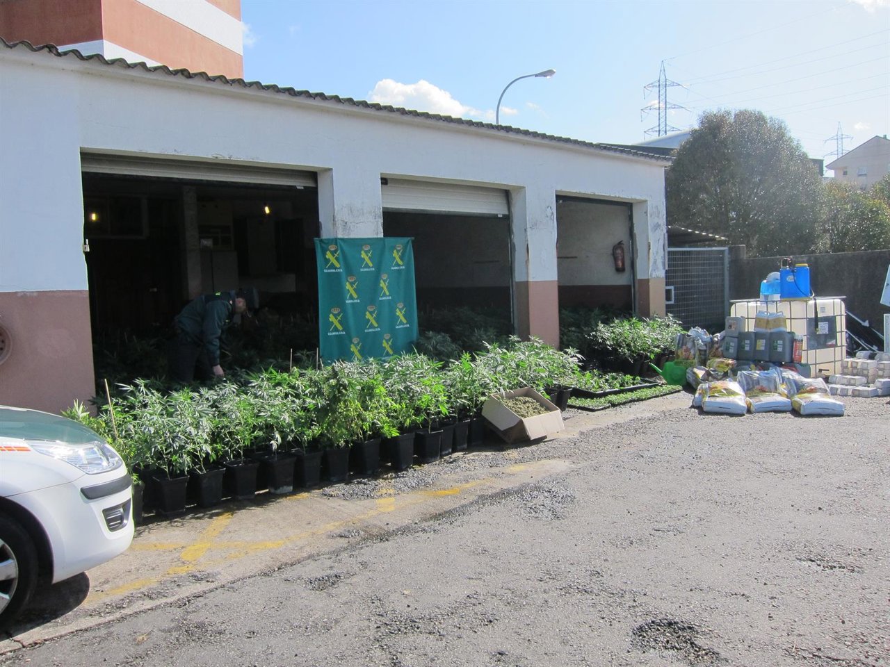 Plantación de marihuana desmantelada