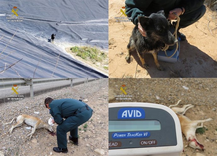 Animales abandonados