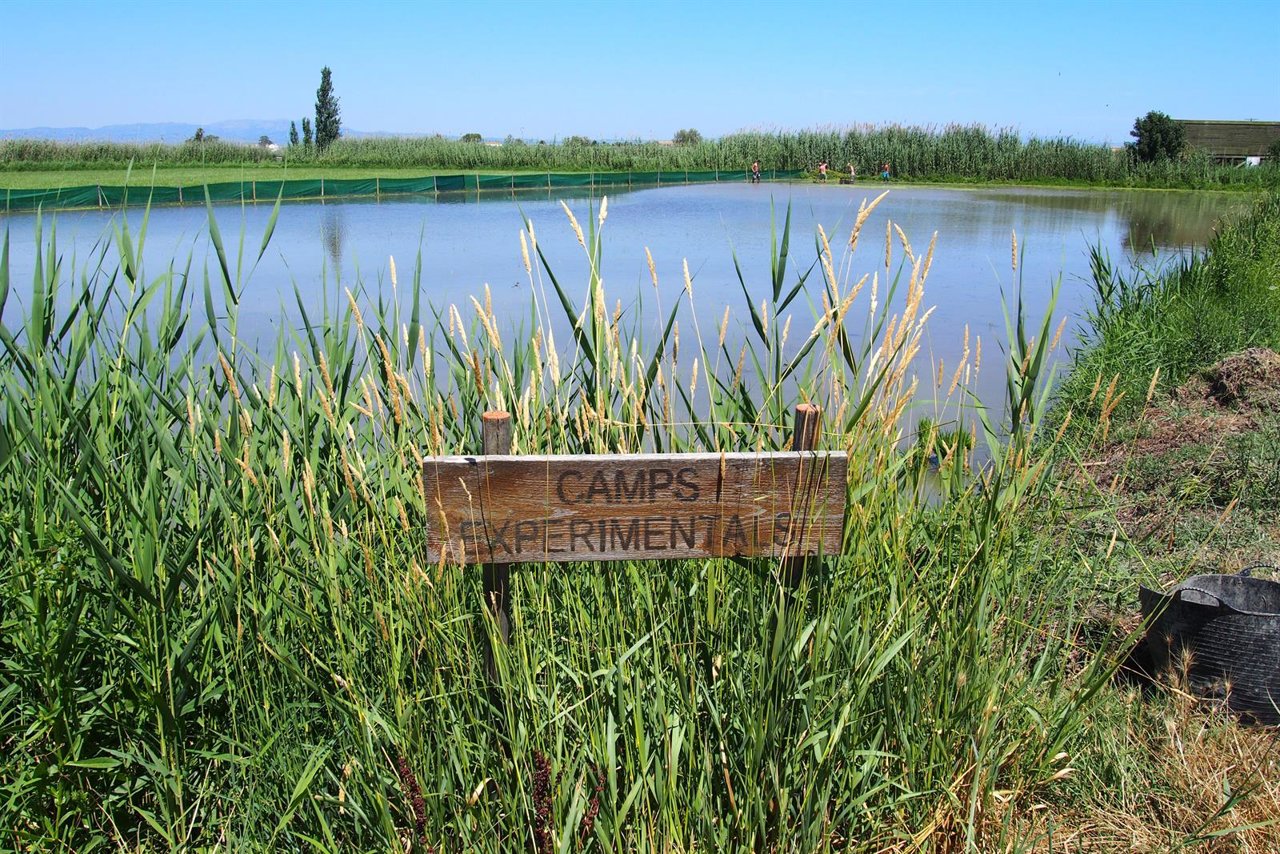 programa Origins de Kellogg