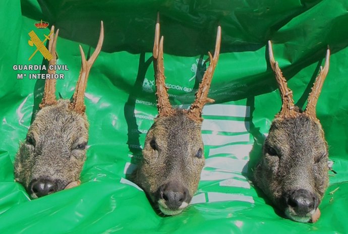Cabezas de corzo intervenidas