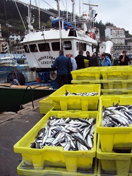 Descarga de anchoa en Gipuzkoa