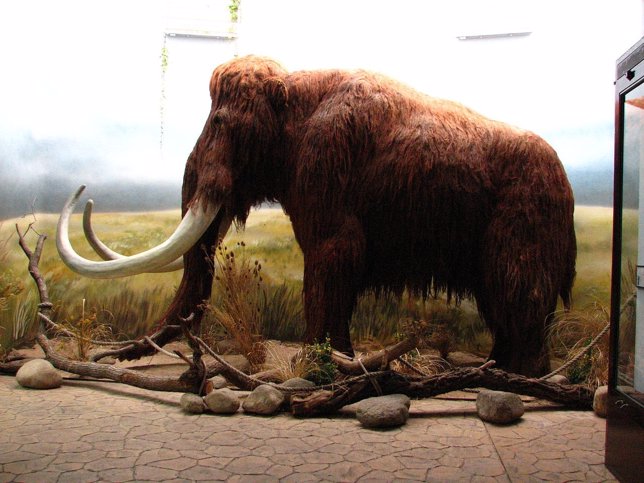 Mamut 