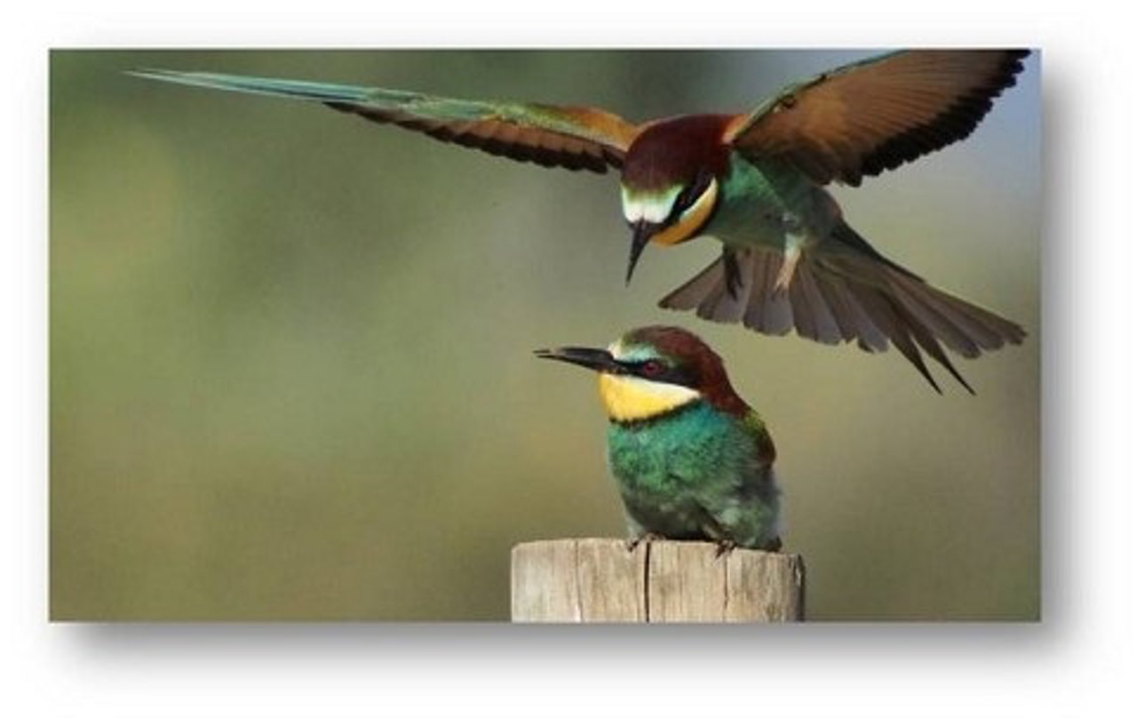 La Diputación edita un mapa para avistar más de 370 especies 