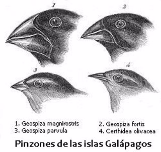 Pinzones de Darwin o de las Galapagos