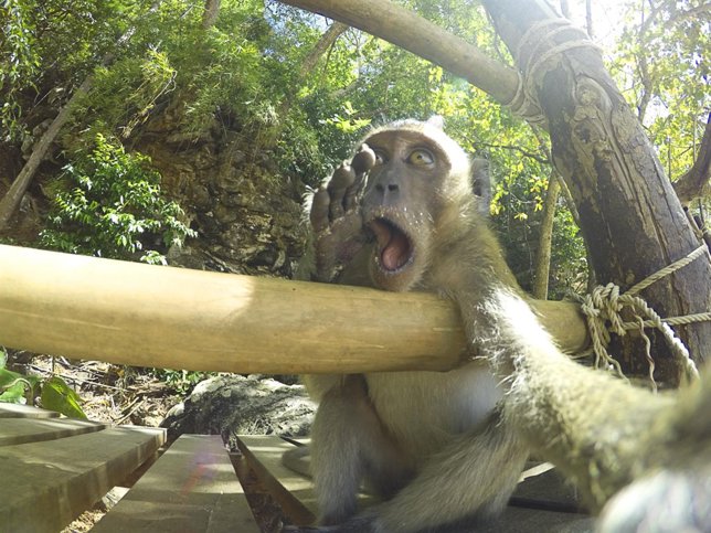 09. Who let the curious George out - Martin Karner