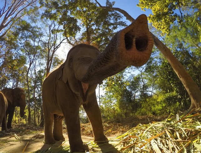 08. Recreate your own jungle book - Josiah Klakula