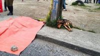 La lealtad de un perro en una imagen que ha dado la vuelta al mundo