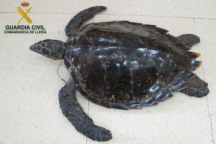 Tortuga naturalizada intervenida por la Guardia Civil