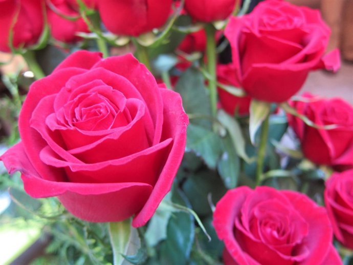 Rosas de Sant Jordi