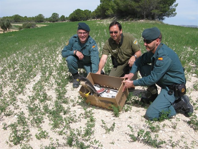 Liberación de un halcón peregrino
