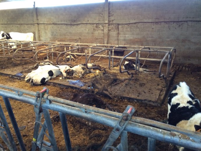 La Guardia Civil inmoviliza una granja en Chantada tras localizar vacas muertas