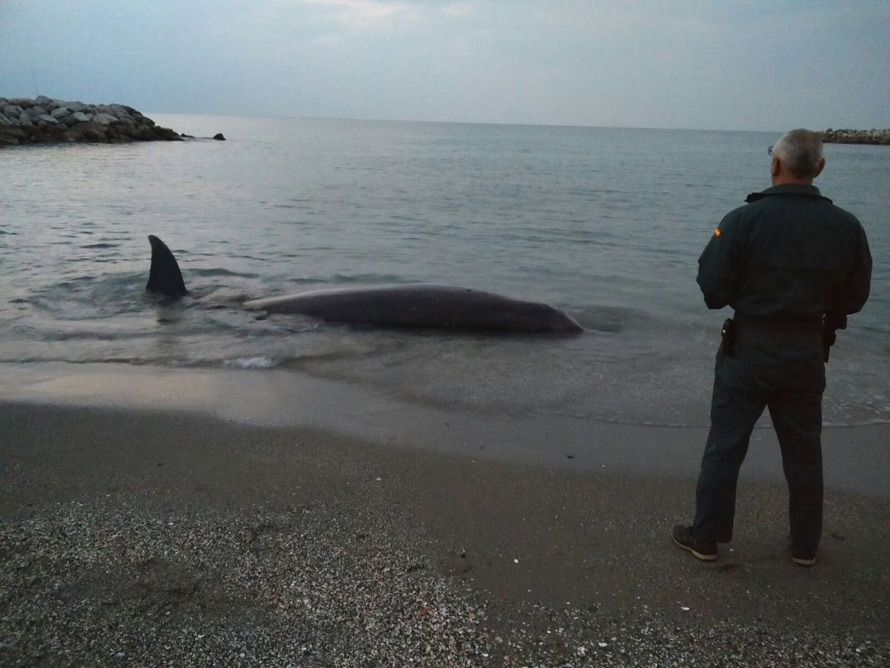 Delfín varado en una playa de Málaga