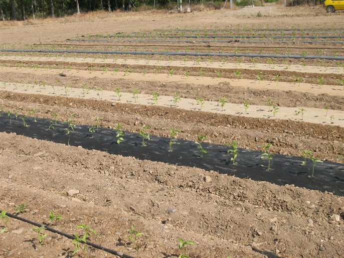 Acolchados biodegradables.