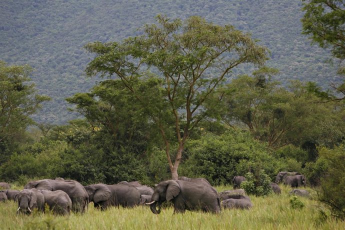Elefantes en el Parque Nacional Virunga en RDC