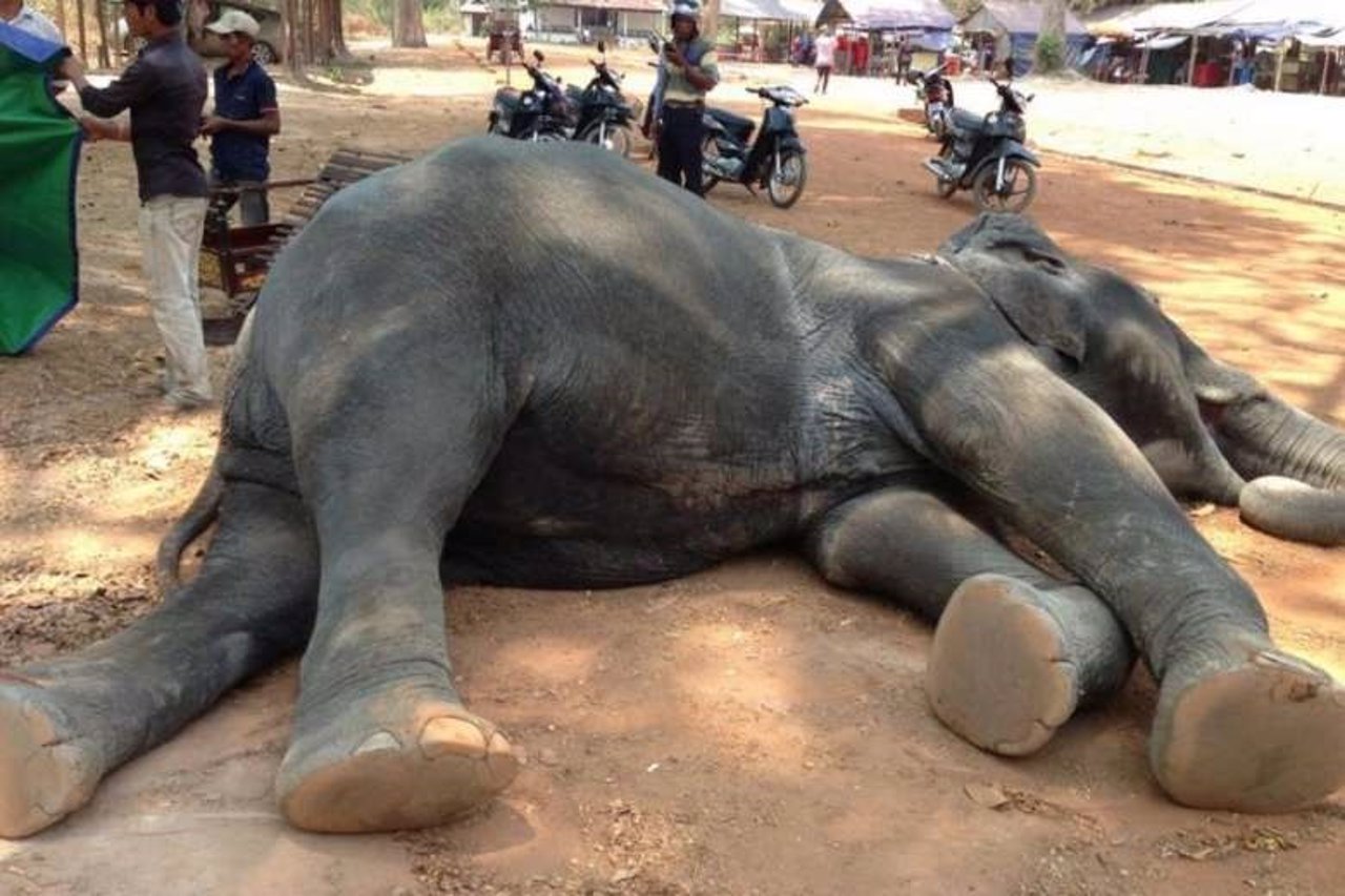 Muerte elefante en Camboya