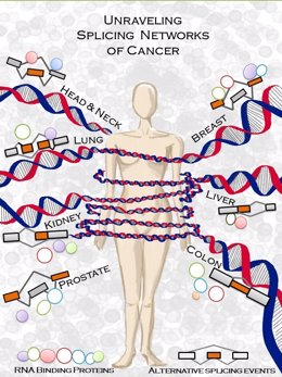 Descubren nuevas alteraciones en unas proteínas relacionadas con el cáncer