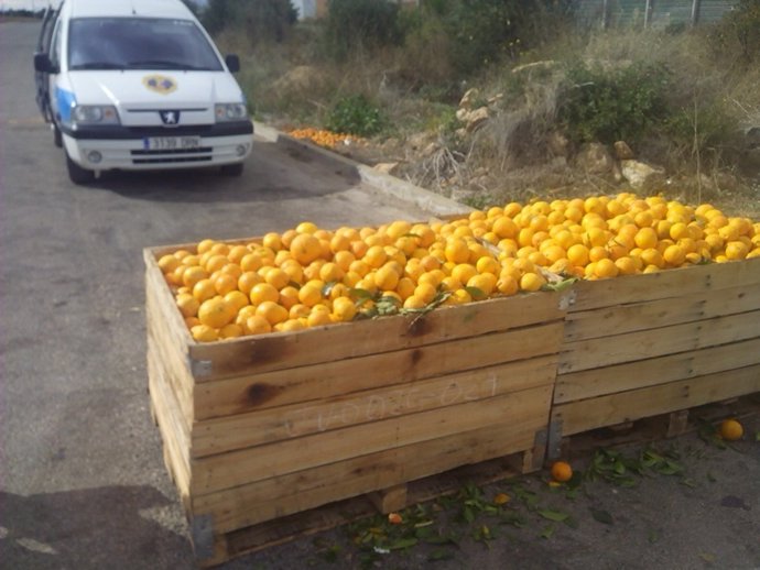 Naranjas robadas en Llíria