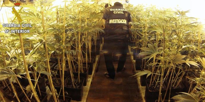 Marihuana intervenida por la Guardia Civil en carlet