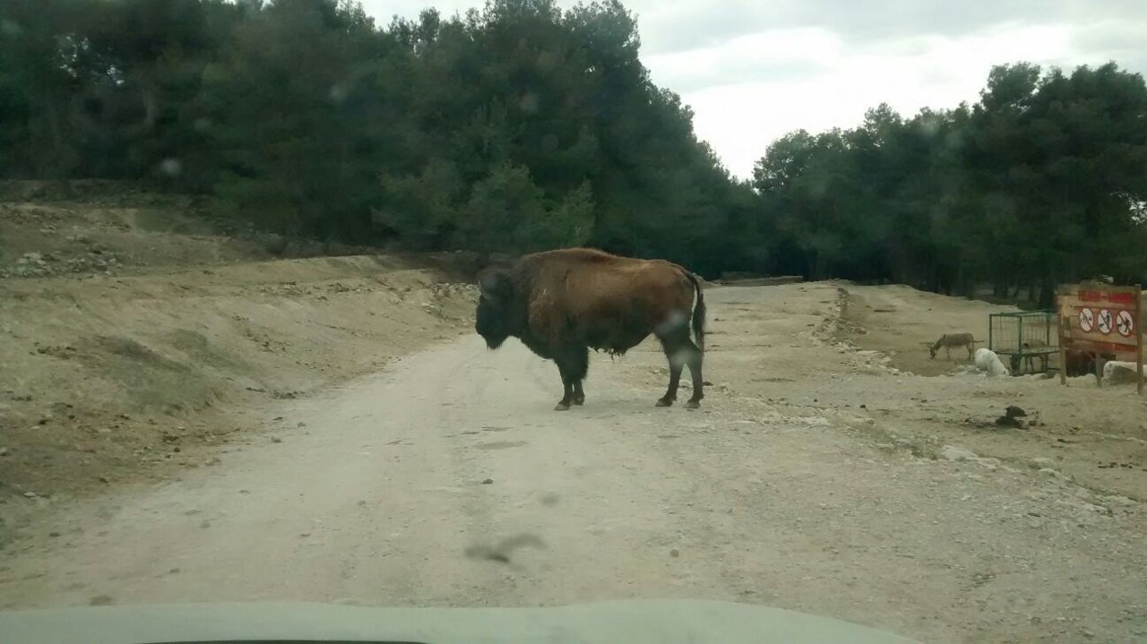 Imagen de archivo de uno de los búfalos del parque 