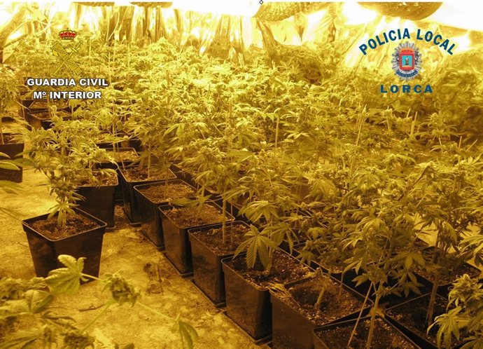 La Guardia Civil Y La Policía Local Desmantelan Un Invernadero De Marihuana