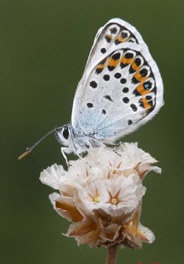 Mariposa Plebejus Argus, típica del norte o centro de Europa, presente en Doñana