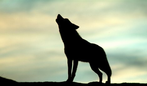 Cooperación y Desarrollo