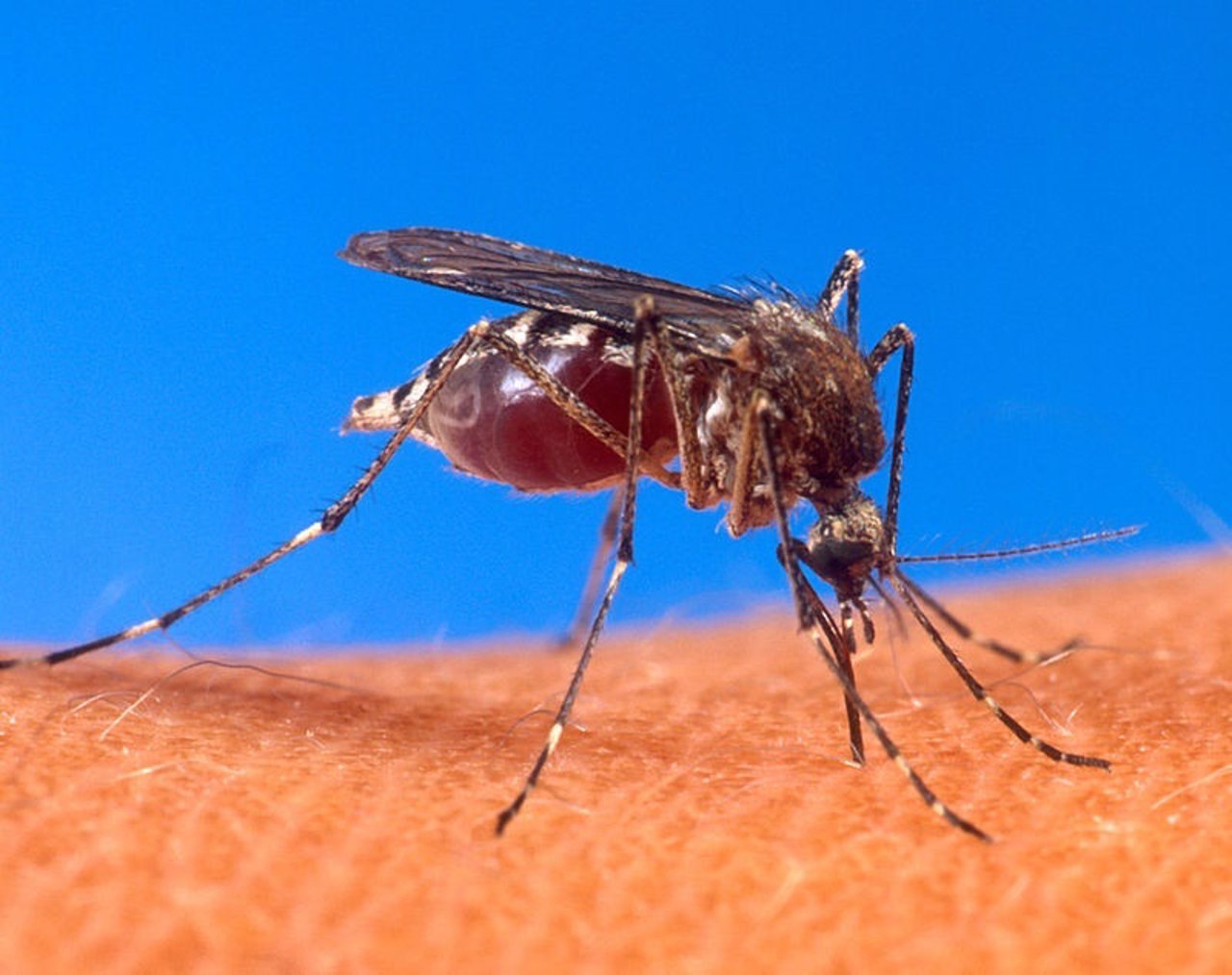 Mosquito Aedes transmisor del virus de Zika