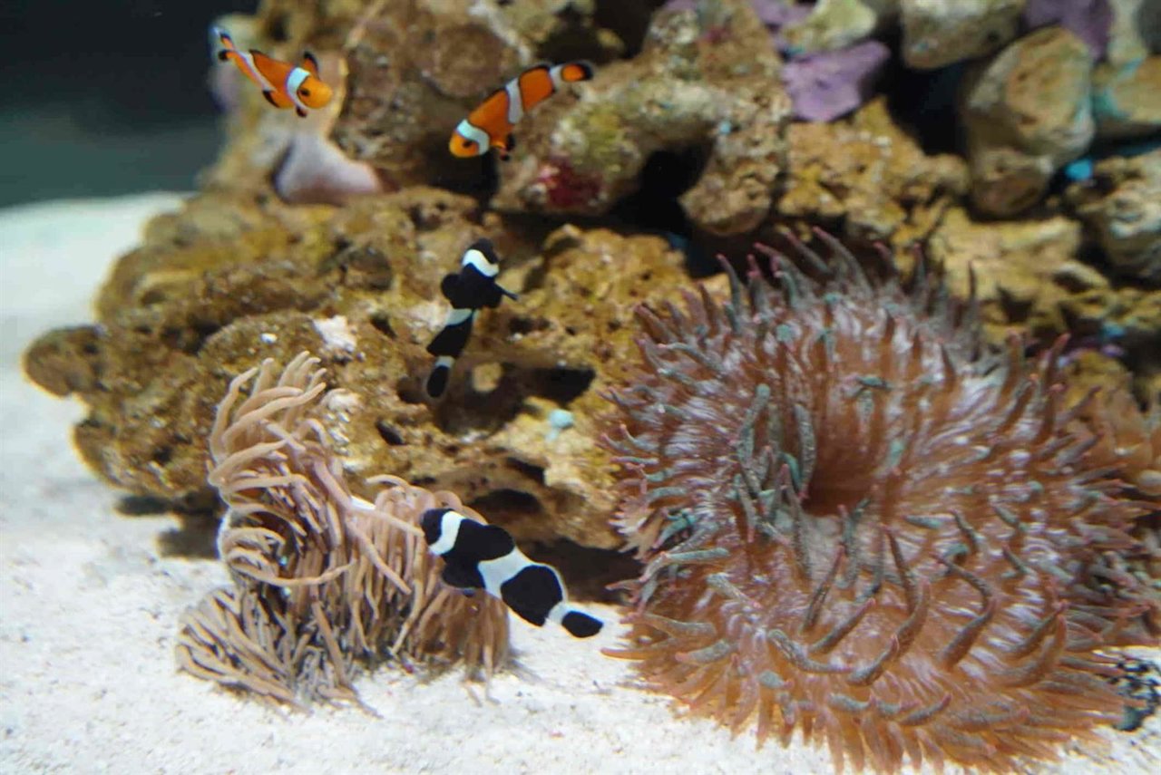 Peces payaso Oceanogràfic/Avanqua